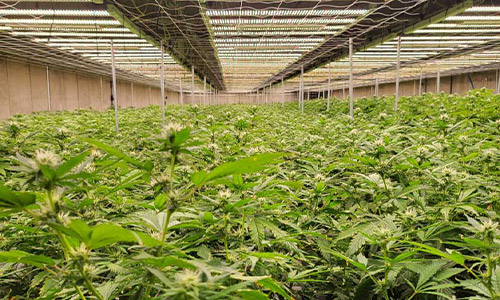 Indoor cannabis cultivation facility at Primal Indoor in Oklahoma