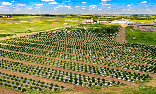 Aerial view of Primal Outdoor cannabis farm in Oklahoma